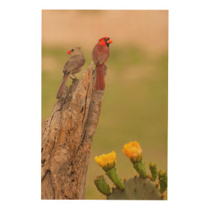 USA, Texas, Hidalgo County. Cardinal Pair Wood Wall Art