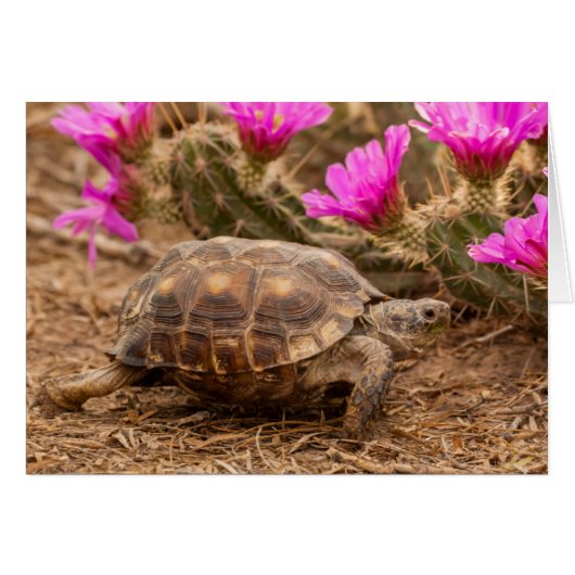 USA, Texas, Hidalgo County. Tortoise Cards (Front Horizontal)