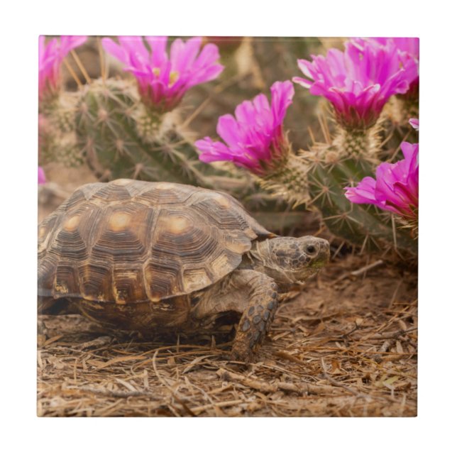 USA, Texas, Hidalgo County. Tortoise Ceramic Tile (Front)