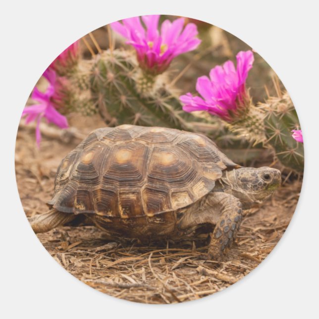USA, Texas, Hidalgo County. Tortoise Classic Round Sticker (Front)