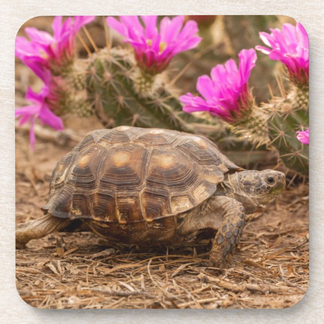 USA, Texas, Hidalgo County. Tortoise Coaster (Front)