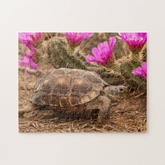 USA, Texas, Hidalgo County. Tortoise Jigsaw Puzzle (Horizontal)