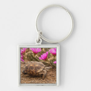 USA, Texas, Hidalgo County. Tortoise Keychain