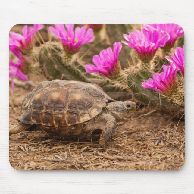 USA, Texas, Hidalgo County. Tortoise Mouse Pad (Front)