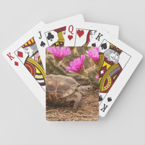 USA Texas Hidalgo County Tortoise Playing Cards