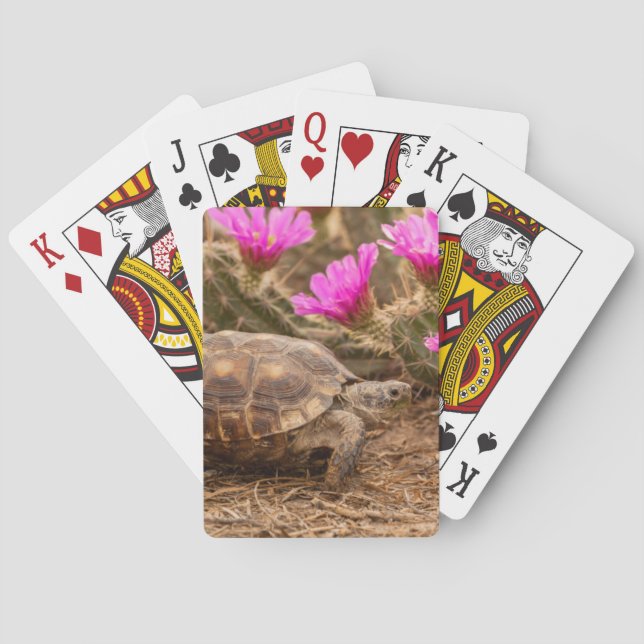 USA, Texas, Hidalgo County. Tortoise Poker Cards (Back)