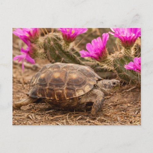 USA Texas Hidalgo County Tortoise Postcard