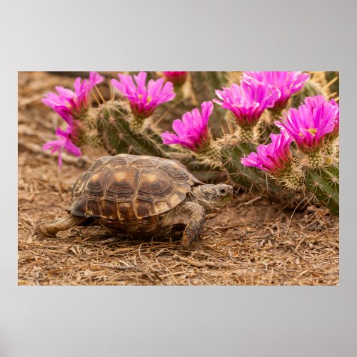 USA Texas Hidalgo County Tortoise Poster