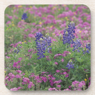 USA, Texas Hill Country. Bluebonnets among phlox Beverage Coaster