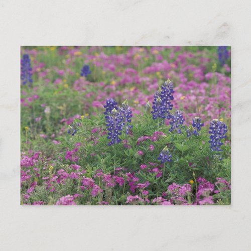 USA Texas Hill Country Bluebonnets among phlox Postcard