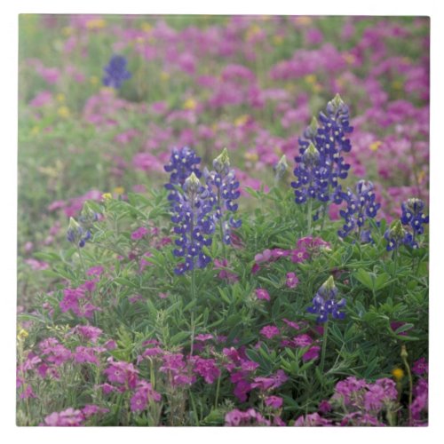 USA Texas Hill Country Bluebonnets among phlox Tile