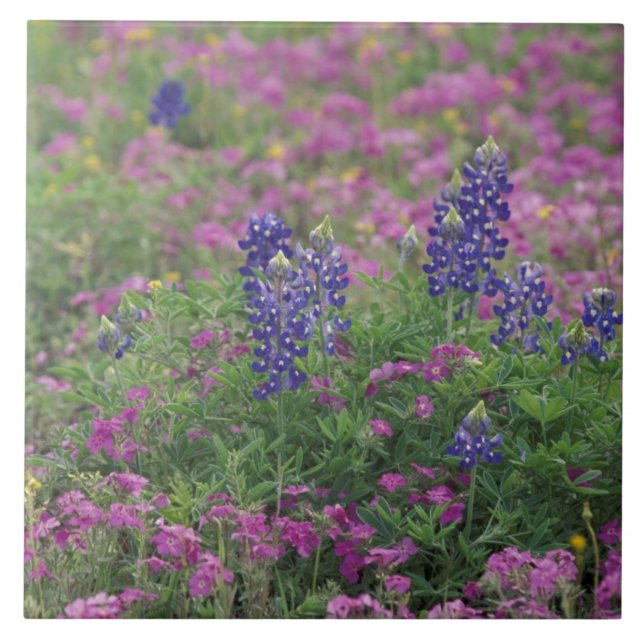 USA, Texas Hill Country. Bluebonnets among phlox Tile (Front)