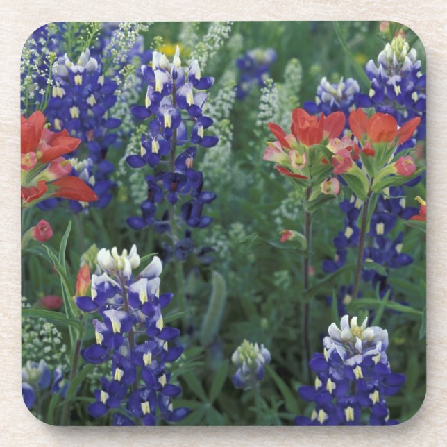 USA, Texas Hill Country. Bluebonnets and Beverage Coaster (Front)