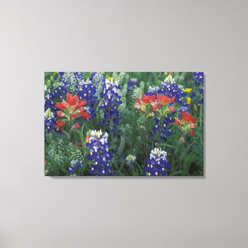 USA Texas Hill Country Bluebonnets and Canvas Print