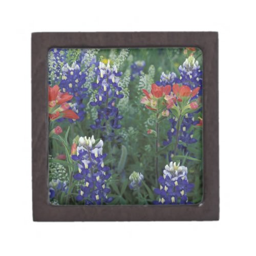 USA Texas Hill Country Bluebonnets and Gift Box