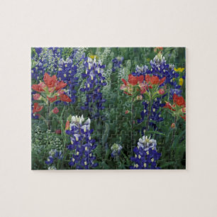 USA, Texas Hill Country. Bluebonnets and Jigsaw Puzzle