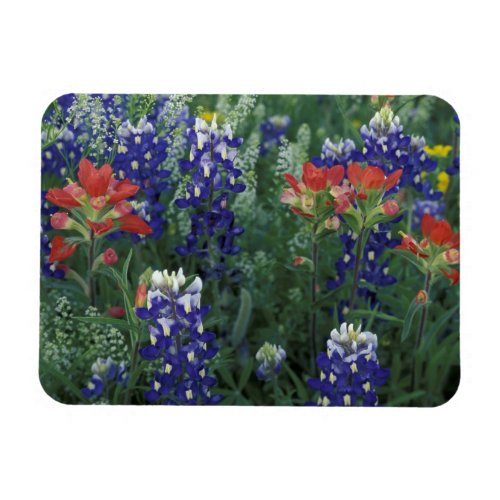 USA Texas Hill Country Bluebonnets and Magnet