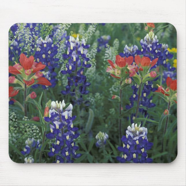 USA, Texas Hill Country. Bluebonnets and Mouse Pad (Front)