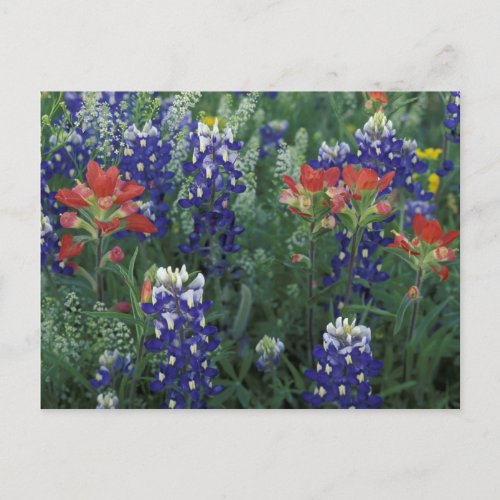 USA Texas Hill Country Bluebonnets and Postcard