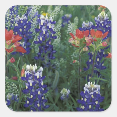 USA Texas Hill Country Bluebonnets and Square Sticker