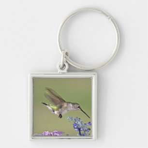 USA, Texas, Hill Country. Female black-chinned Keychain