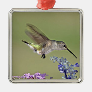 USA, Texas, Hill Country. Female black-chinned Metal Ornament