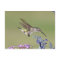 USA, Texas, Hill Country. Female black-chinned