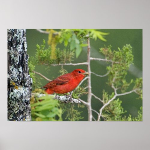 USA Texas Hill Country Male summer tanager Poster