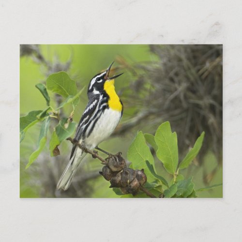 USA Texas Hill Country Male yellow_throated Postcard