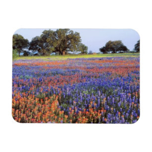 USA, Texas, Llano. Bluebonnets and redbonnets Magnet
