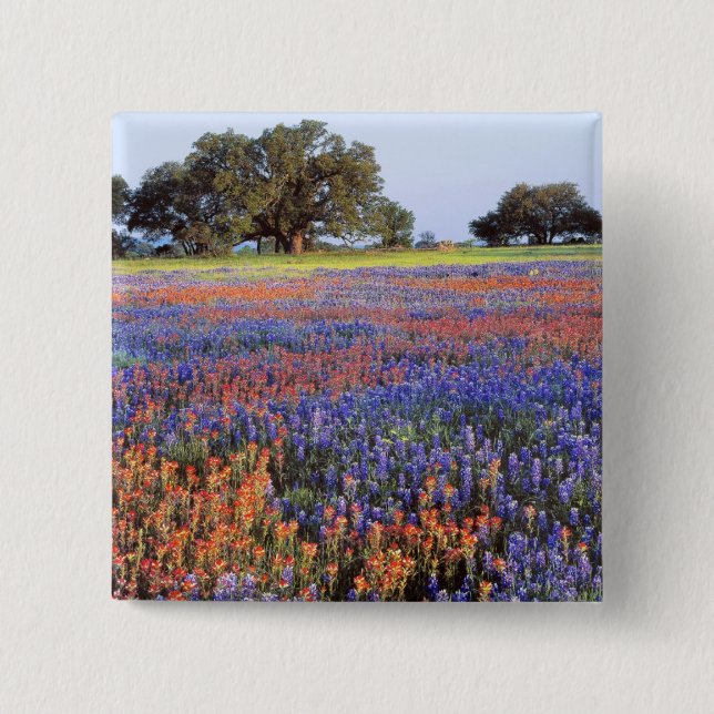 USA, Texas, Llano. Bluebonnets and redbonnets Pinback Button (Front)