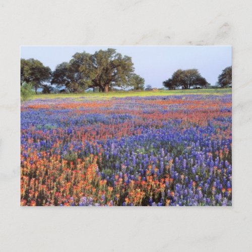 USA Texas Llano Bluebonnets and redbonnets Postcard