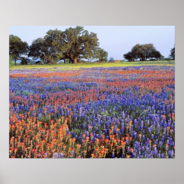 USA, Texas, Llano. Bluebonnets and redbonnets Poster (Front)