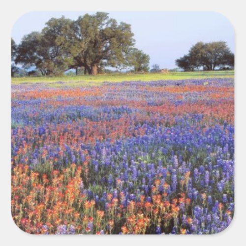 USA Texas Llano Bluebonnets and redbonnets Square Sticker