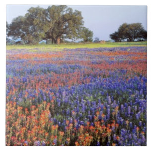USA, Texas, Llano. Bluebonnets and redbonnets Tile