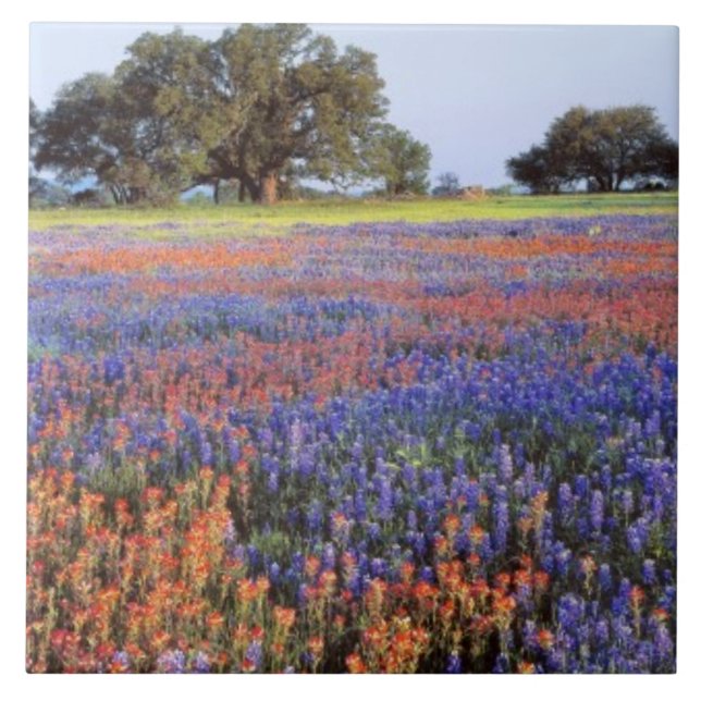 USA, Texas, Llano. Bluebonnets and redbonnets Tile (Front)
