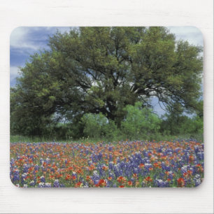 USA, Texas, Marble Falls Paintbrush and Mouse Pad