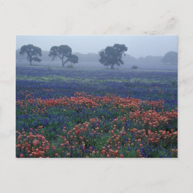 USA, Texas, near Lytle Fog, oaks, blue bonnets Postcard (Front)