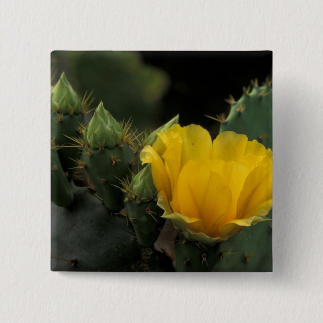 USA, Texas, Prickly Pear Cactus in bloom. Button (Front)