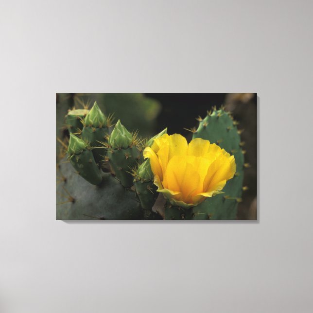 USA, Texas, Prickly Pear Cactus in bloom. Canvas Print (Front)