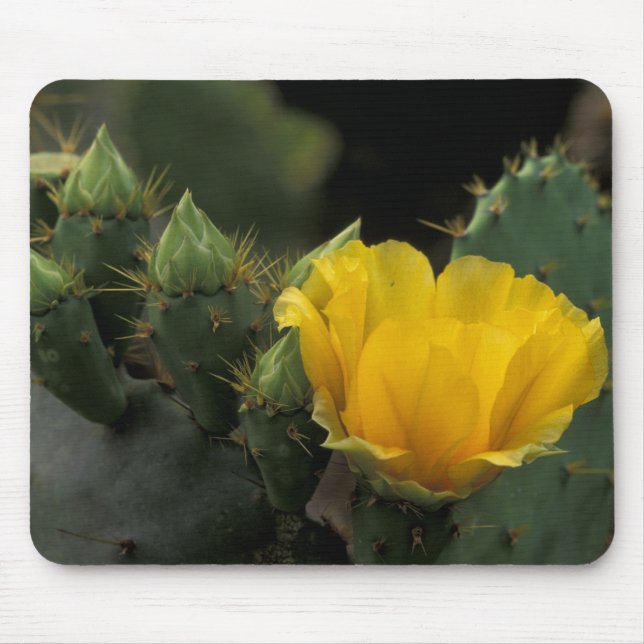 USA, Texas, Prickly Pear Cactus in bloom. Mouse Pad (Front)