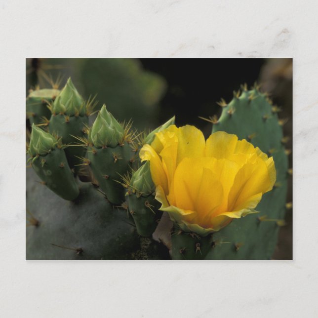 USA, Texas, Prickly Pear Cactus in bloom. Postcard (Front)