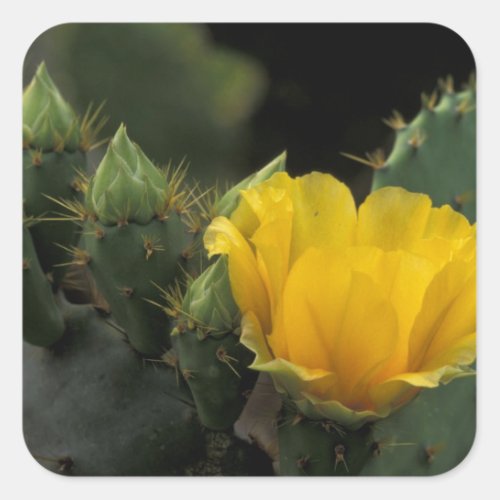 USA Texas Prickly Pear Cactus in bloom Square Sticker