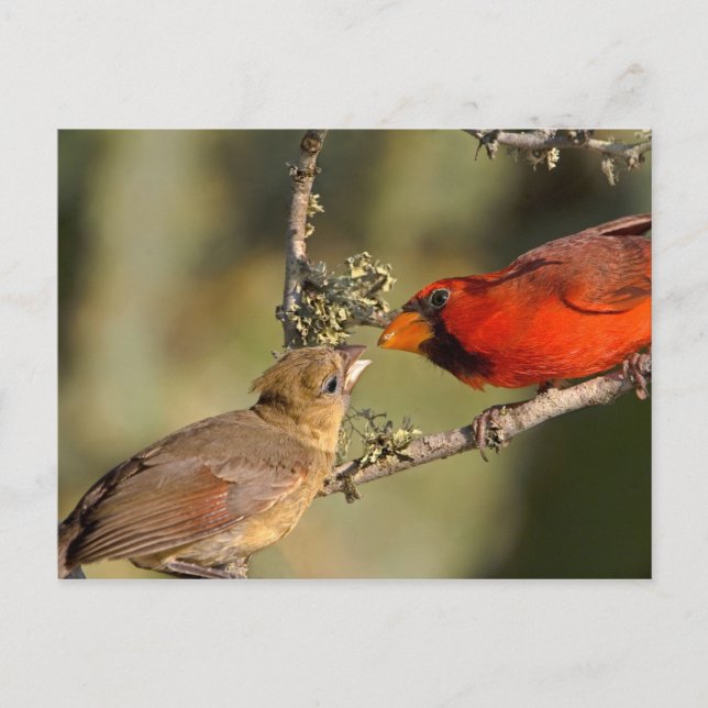 USA, Texas, Rio Grande Valley, McAllen. Mated Postcard (Front)
