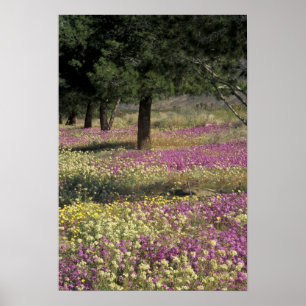 USA, Texas, Sand Verbena and Brown-eyed Poster