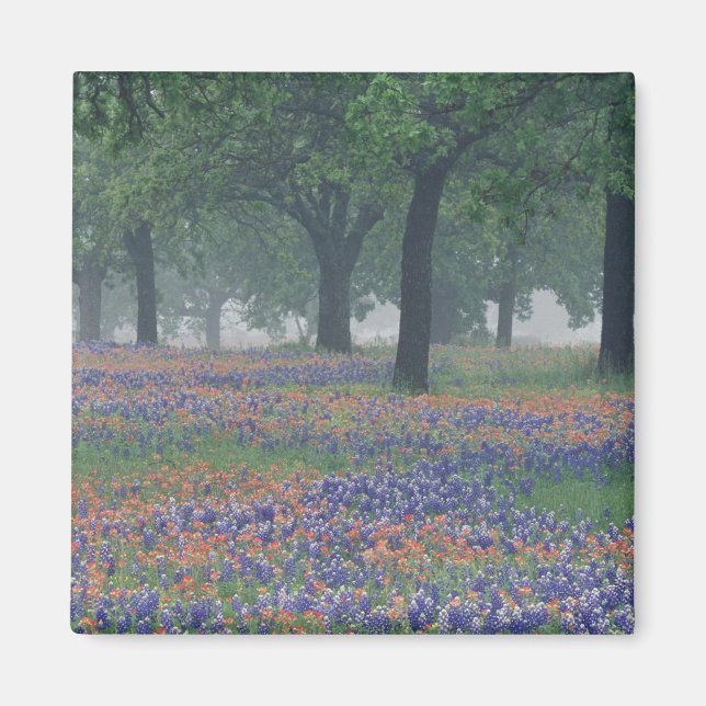 USA, Texas, Texas Hill Country Expansive field Magnet (Front)