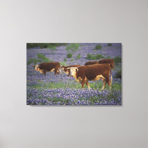 USA Texas Texas Hill Country Hereford Canvas Print