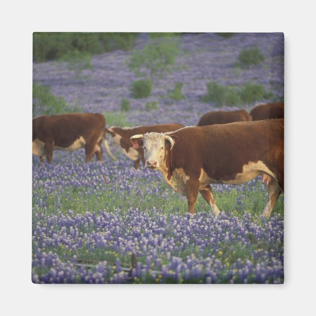 USA, Texas, Texas Hill Country, Hereford Magnet (Front)
