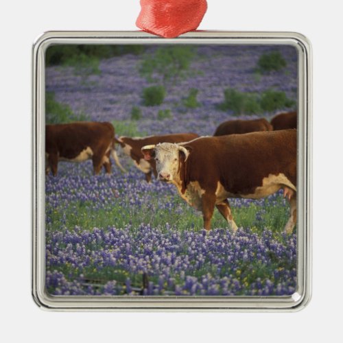 USA Texas Texas Hill Country Hereford Metal Ornament
