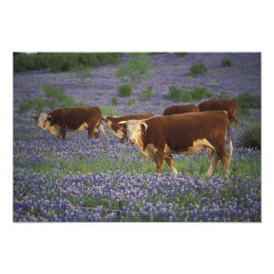 USA, Texas, Texas Hill Country, Hereford Photo Print